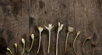 Cycle,Of,Flower,Life,With,Wooden,Background.